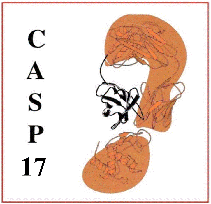 CASP17 Home